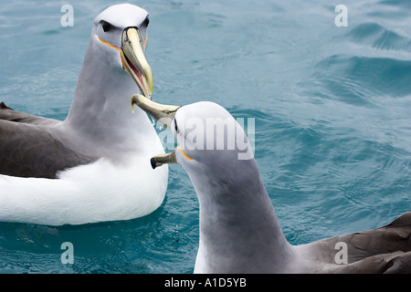 Albatros de Salvin s Albatros timide Kaikoura Marlborough ile sud Nouvelle Zelande Thalassarche cauta salvini Banque D'Images