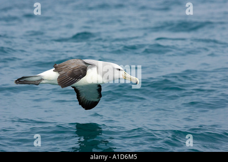 Albatros de Salvin s Albatros timide Kaikoura Marlborough ile sud Nouvelle Zelande Thalassarche cauta salvini Banque D'Images