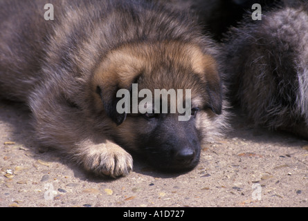 Chiot berger allemand Banque D'Images