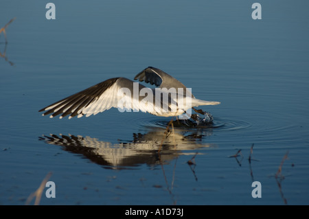 Sabines Xema sabini mouette la pêche dans un lac d'eau douce dans la région de la réserve pétrolière au large de Point Barrow en Alaska arctique Banque D'Images