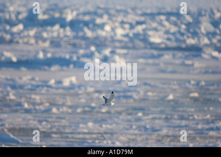 Kittiwake à pattes noires Rissa tridactyla volant le long de la côte arctique est de la mer de Chukchi réserves nationales de pétrole Alaska Banque D'Images