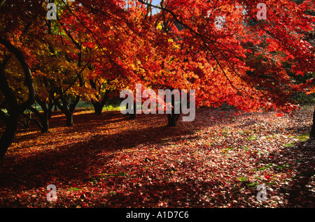 L'ACERS japonais japonicum en automne Surrey England Banque D'Images