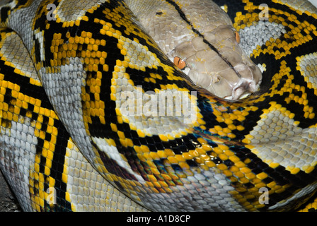 Portrait d'un python réticulé serpent Python reticulatus Irridescent scales Banque D'Images