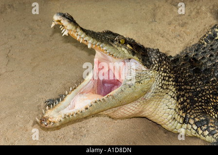 CROCODIL croc krokodil crocodile sur la masse des terres de sable poussière de farine bouche à bouche ouverte yahn Banque D'Images