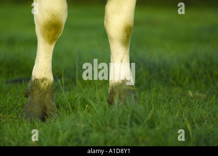Les vaches laitières Holstein Friesian membres antérieurs et pieds boueux dans un champ d'herbe dans le comté de Kilkenny en Irlande Banque D'Images