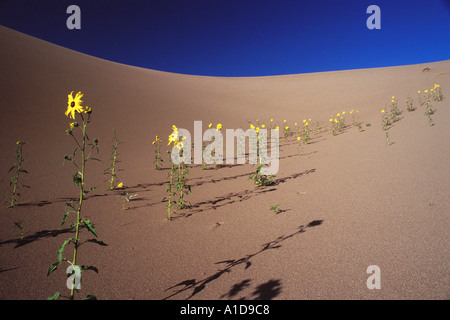 Dune et le tournesol à l'aube Banque D'Images