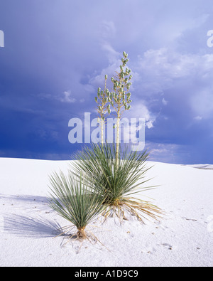 Yucca et approche de l'orage Banque D'Images