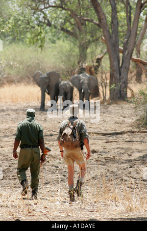 Parcs nationaux du scoutisme et guide réputé Robin Pape regarder les éléphants dans la vallée du Luangwa en Zambie Banque D'Images