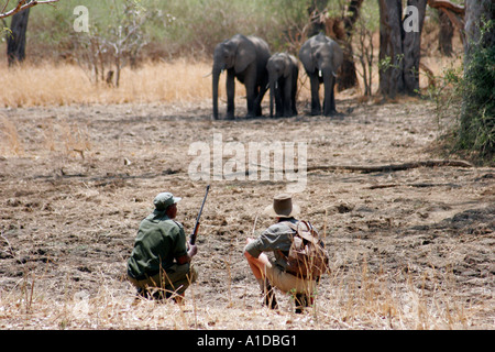 Parcs nationaux du scoutisme et guide réputé Robin Pape regarder les éléphants dans la vallée du Luangwa en Zambie Banque D'Images