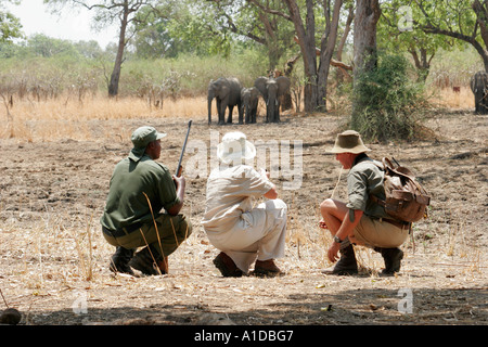 Parcs nationaux, un scout et guide touristique réputé Robin Pape regarder les éléphants dans la vallée du Luangwa en Zambie Banque D'Images