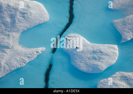 Phoques annelés Phoca hispida sur la glace multicouche mer de Chukchi 20 miles au large de point Barrow Arctic Alaska Banque D'Images