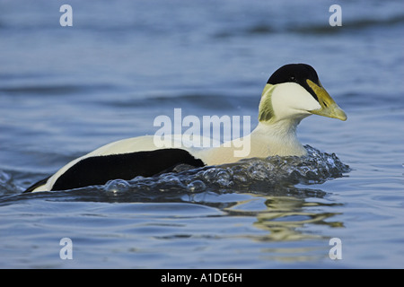 Canard Eider à duvet (Somateria mollissima), Banque D'Images