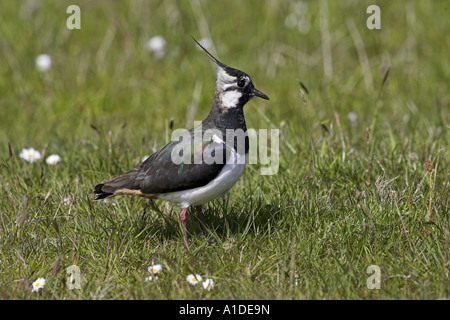 Sociable Vanellus vanellus, debout, en été meadow Banque D'Images