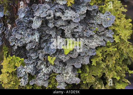 La croissance des lichens épiphytes sur tronc d'arbre dans les vieux peuplements de l'ouest de l'Écosse forestiers Banque D'Images