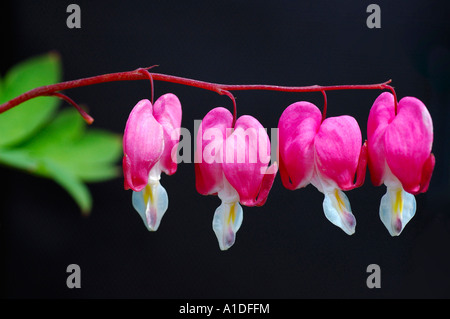 Bleeding Heart, Dicentra spectabilis Banque D'Images