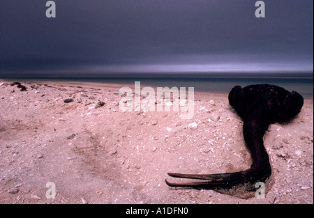 Socotra huilé Cormoran (Phalacrocorax nigrogularis) morts sur une plage pendant la catastrophe écologique du golfe 1991 Banque D'Images