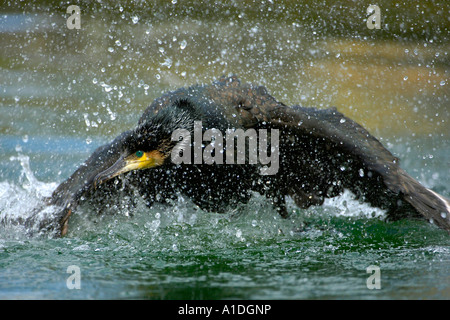 Cormoran (Phalacrocorax carbo) hits de l'eau avec ses ailes Banque D'Images