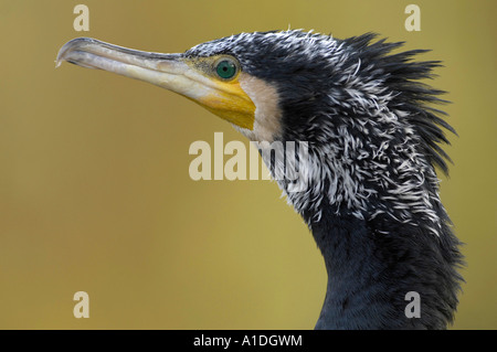 Cormoran (Phalacrocorax carbo) Banque D'Images