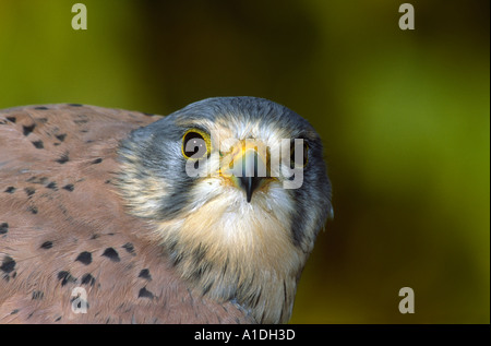 Faucon crécerelle, Falco tinnunculus. Homme chef close-up Banque D'Images