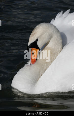 Cygne tuberculé Cygnus olor affichage adultes Banque D'Images