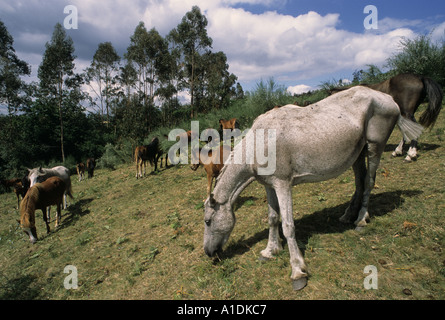 Le pâturage des chevaux sauvages sur la montagne de la Galice en A Estrada Espagne province Banque D'Images
