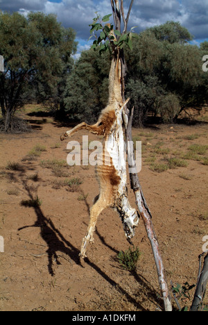 Un dingo, un chien considéré comme un ravageur pendu d'un arbre l'ouest du Queensland en Australie. photo par Bruce Miller Banque D'Images