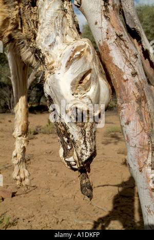 Un dingo, un chien considéré comme un ravageur pendu d'un arbre l'ouest du Queensland en Australie. photo par Bruce Miller Banque D'Images