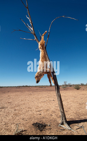 Un dingo, un chien considéré comme un ravageur pendu d'un arbre l'ouest du Queensland en Australie. photo par Bruce Miller Banque D'Images