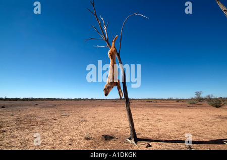 Un dingo, un chien considéré comme un ravageur pendu d'un arbre l'ouest du Queensland en Australie. photo par Bruce Miller Banque D'Images