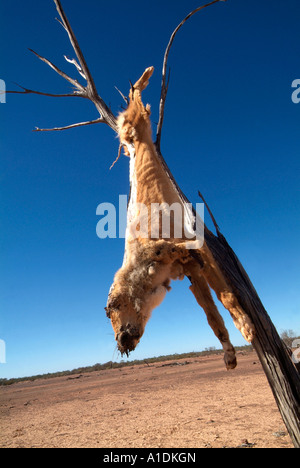 Un dingo, un chien considéré comme un ravageur accroché dans un arbre dans l'ouest du Queensland, Australie. 2006 photo par Bruce Miller Banque D'Images