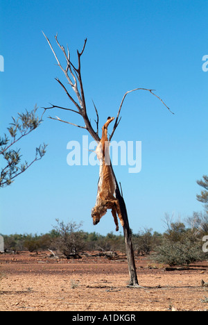 Un dingo, un chien considéré comme un ravageur accroché dans un arbre dans l'ouest du Queensland, Australie. 2006 photo par Bruce Miller Banque D'Images