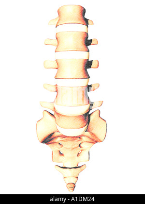 Vertèbre lombaire Sacrum Coccyx Banque D'Images