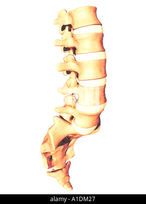 Vertèbre lombaire Sacrum Coccyx Banque D'Images