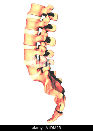 Vertèbre lombaire Sacrum Coccyx Banque D'Images