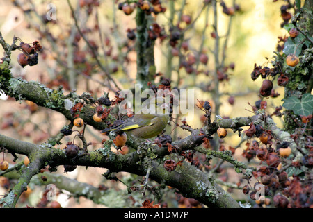 Verdier Carduelis chloris sur Malus Golden Hornet Banque D'Images