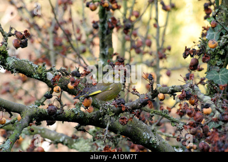 Verdier Carduelis chloris sur Malus Golden Hornet Banque D'Images