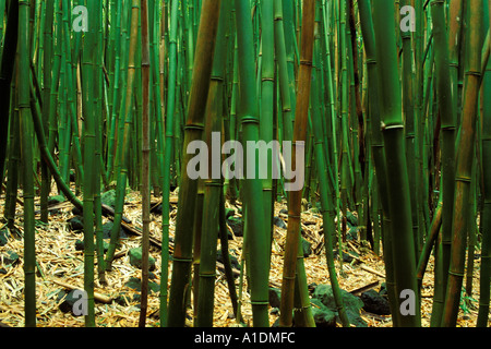 Hawaii, Maui, forêt de bambous, le Parc Nat Haleakala, région de Kipahulu Banque D'Images