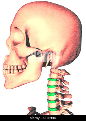 Illustration de l'évidence c disques sur skeleton Banque D'Images