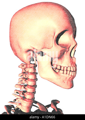 Illustration de l'évidence c disques sur skeleton Banque D'Images