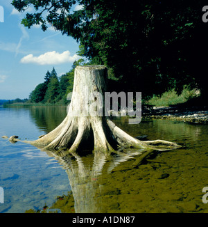 Seule la tige pourrie d'un arbre sur la plage de Staffelsee Haute-bavière Allemagne Europe. Photo par Willy Matheisl Banque D'Images