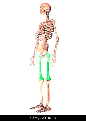 Illustration du fémur en surbrillance sur skeleton Banque D'Images