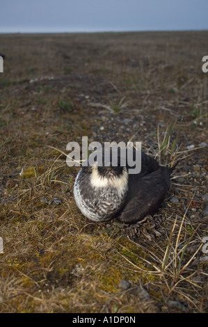 Labbe pomarin Stercorarius pomarinus dans la toundra à Point Hope côte arctique de l'Alaska Banque D'Images