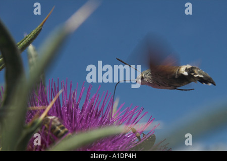 Un Colibri (Macroglossum Stellatarum) Hawk-Moth rss de un chardon tout en vous déplaçant dans le massif du Pirin en Bulgarie Banque D'Images