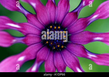 Osteospermum Daisy Afrique du Sud en gros plan Banque D'Images