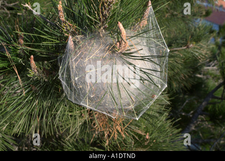 Araignée, araignées, web, nid, balle, arbre, oeuf, oeufs, eggsack, spidersweb, araignée, araignées, web, nid, balle, arbre, oeuf, oeufs, les Banque D'Images