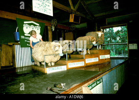 La tonte des moutons en Australie et de différentes races de moutons Banque D'Images