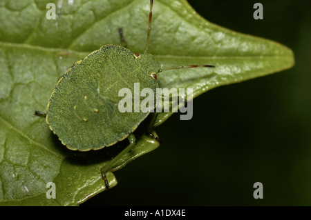 Nezara viridula bug vert Banque D'Images