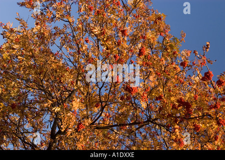 Feuilles d'automne dorées et baies rouges sur un arbre Rowan Ash Berry Sorbus aucuparia contre un ciel bleu clair. Banque D'Images