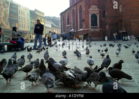 Les pigeons à Rynek Glowny place principale de Cracovie Cracovie Pologne Été 2006 Banque D'Images