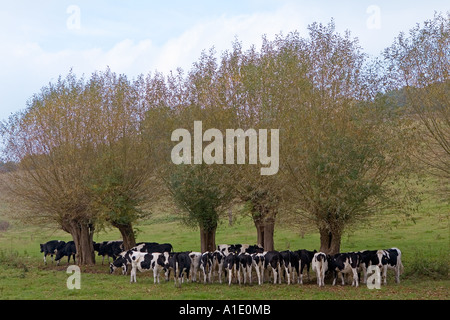 Bovins évoluent et l'abri sous les arbres de saule Cotswolds Angleterre Banque D'Images